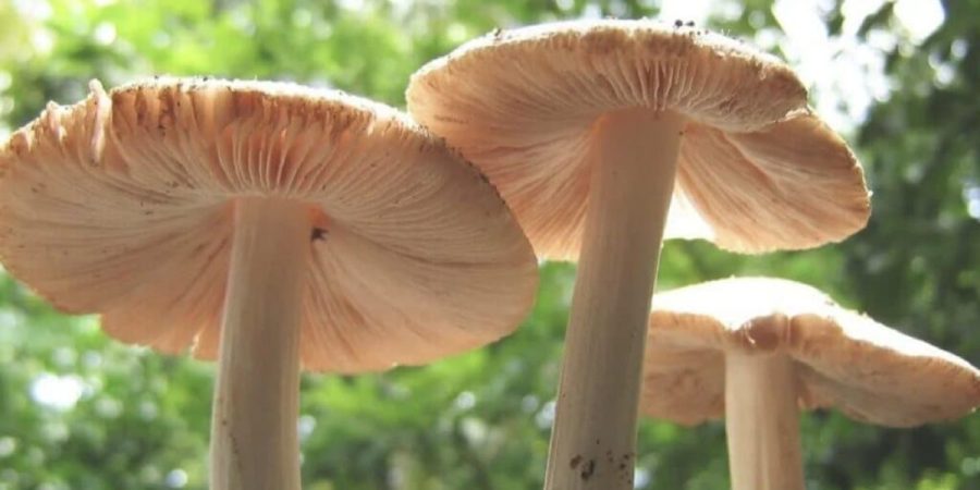 This mushroom may one day make plastic obsolete