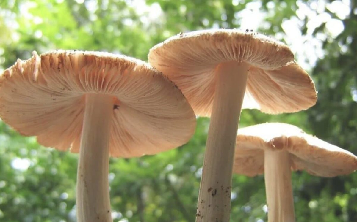 This mushroom may one day make plastic obsolete
